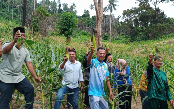 BUMDes Tunas Remaja Bertuah Batu Berapit Gelar Panen Raya Jagung Perdana