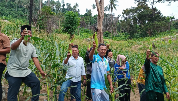 BUMDes Tunas Remaja Bertuah Batu Berapit Gelar Panen Raya Jagung Perdana