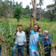 BUMDes Tunas Remaja Bertuah Batu Berapit Gelar Panen Raya Jagung Perdana